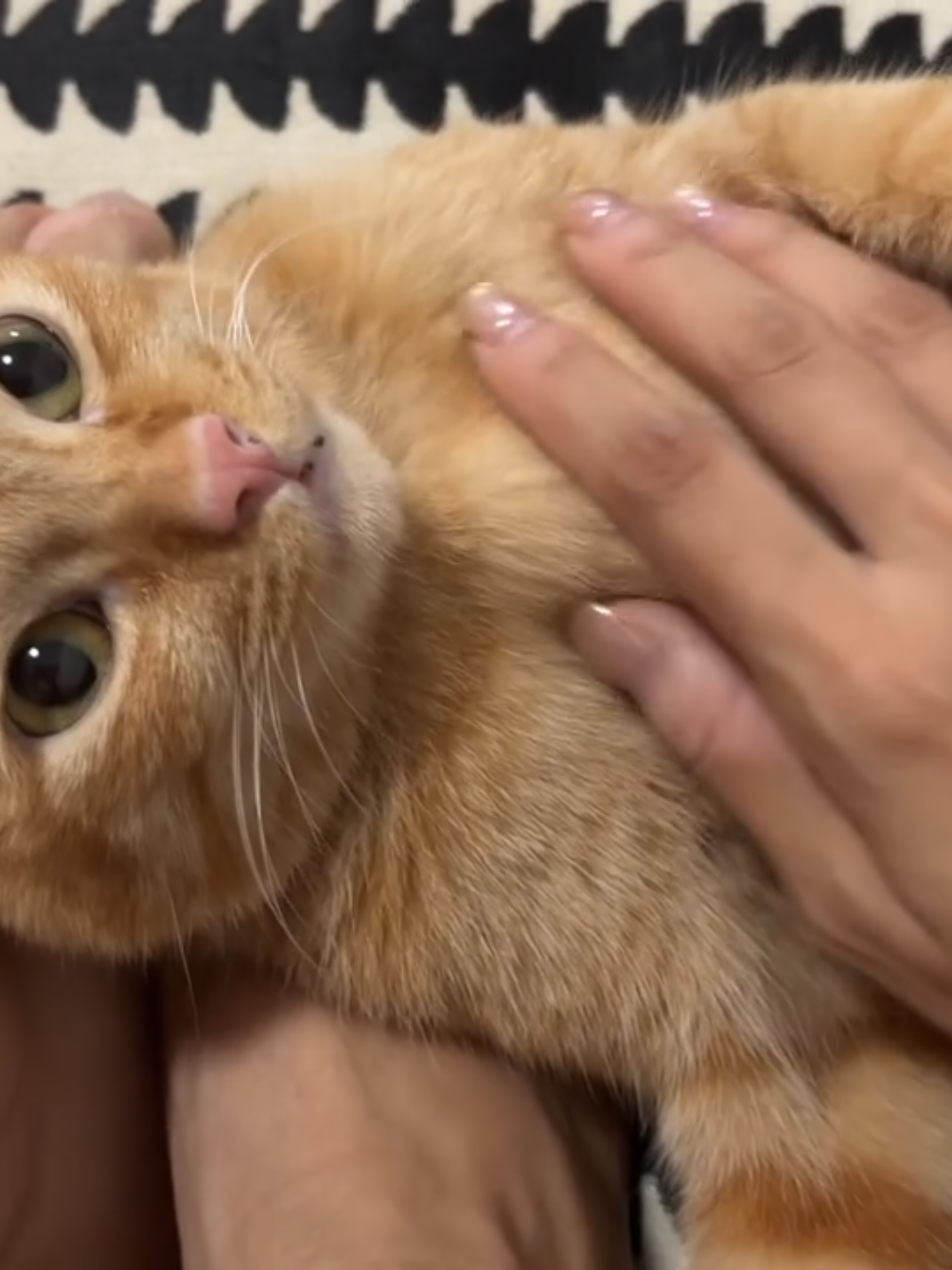 thiệt bình yên chưa mầy#funny #meo #viral #cat #giaitri 