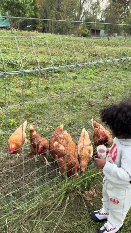Check out @Marys Land Farm  in Ellicott city for their fall festival!  #ellicottcitymd #farm 
