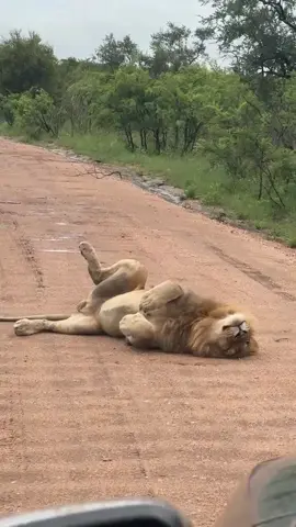 Flies scare the best moment of the Savanna's king😄the lying style is funny😂