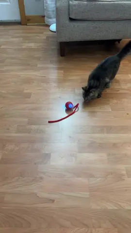 #cat #ad #cattoys #ad #tiktokshop 