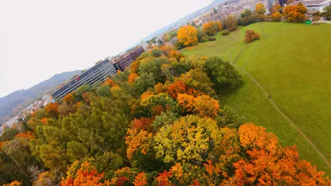 Autumn in motion 🍁✨ Flying through the colors before they fade.