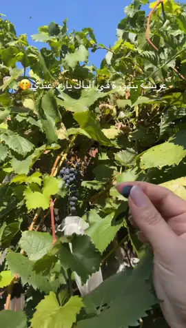 التصوير من قبل أسبوعين لانه هلا الجو صار ابرد 