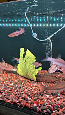 Biar makin ber otot 🙌🙌 #masheertankindonesia #mahseerfish #ikan #masukberanda #fyp 
