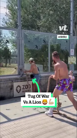 The lion was barely even trying 😂 (📹 IG/eriktlky)  #Lion #Tugofwar #aniamls #fyp 