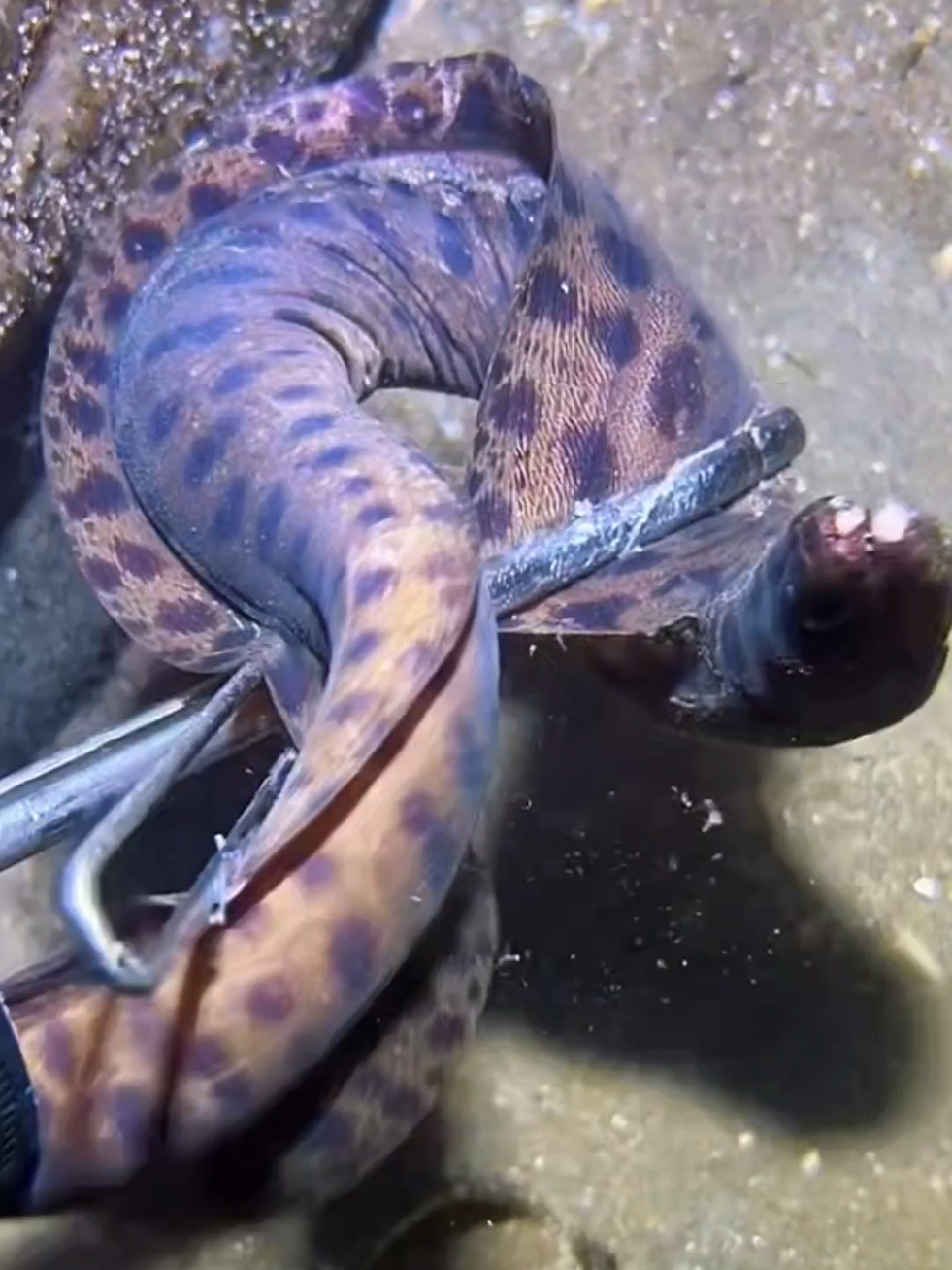 #diving #crab #catchthesea #seafood #seaside 