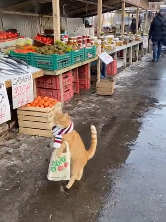 Кот пытается найти рыбу на рынке  #cats #catslovers #cat