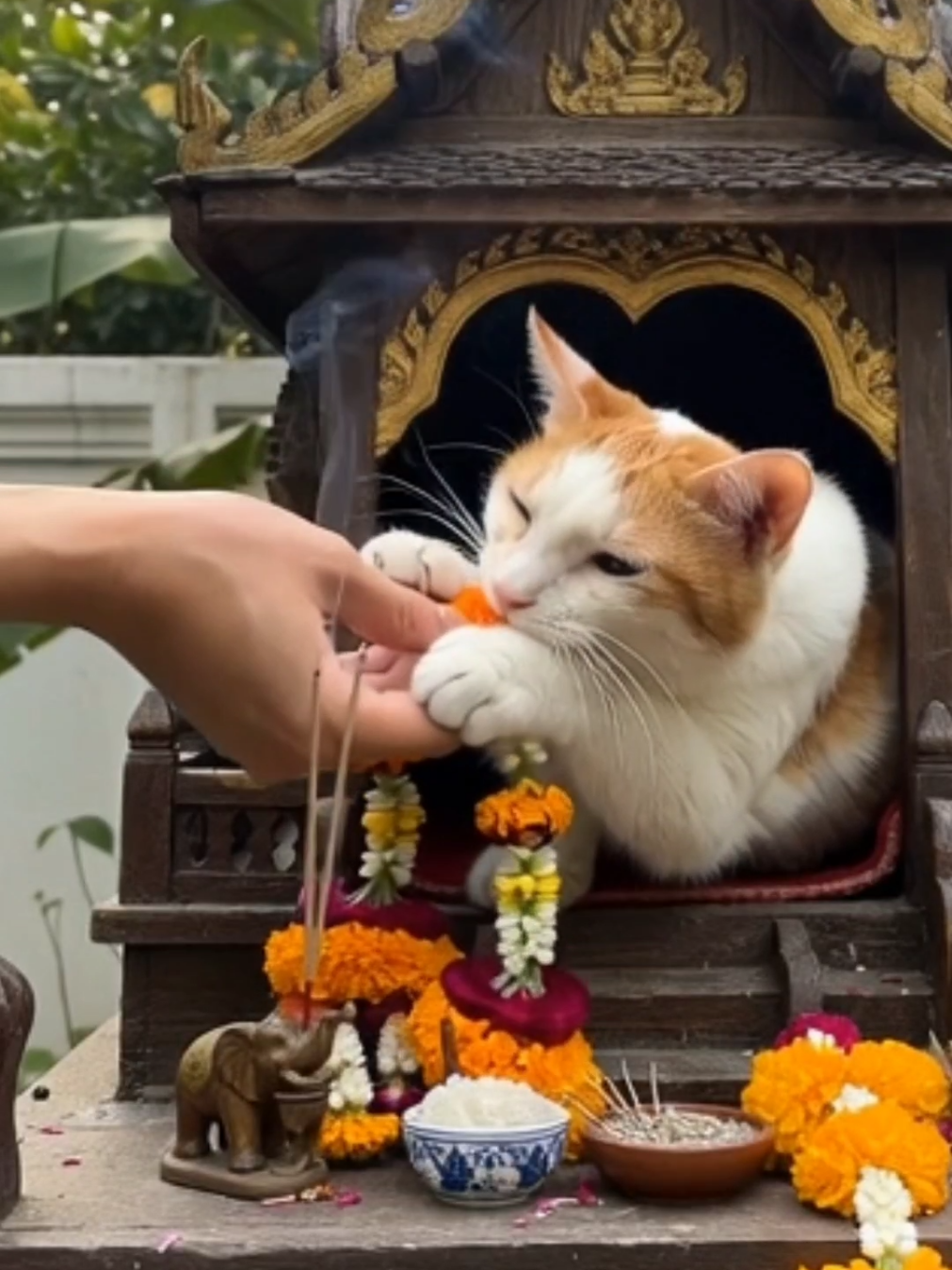 แมวจูจะมาสู้จูออนได้ไง‼️ #ทาสแมว #แมวส้ม #แมวศาลพระภูมิ #catlover #ねこすき 