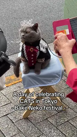 Nyaooo! 🐈🐈‍⬛😻 the Bake Neko cat festival is a must for cat lovers! #bakeneko #tokyo #cat #catlover #catsoftiktok 