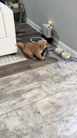 Welcome Home, Murphy!! 💙🐾#goldenretrieverpuppy #goldenretrieversoftiktok #babyboy #puppy #puppiesoftiktok 