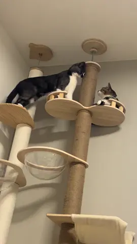 またまた、ちょびvsくぅ　 その逃げ方やめてwwwwww #猫のいる暮らし #猫好きさんと繋がりたい #運動神経悪い #猫動画　#面白すぎる 