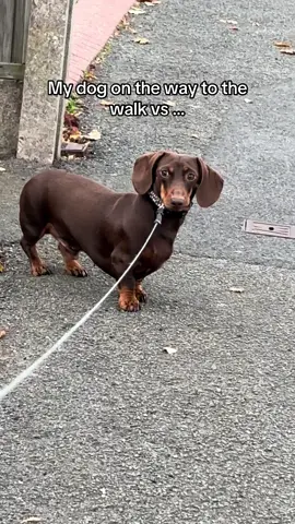 Get me back to mf bed 😴 #fy #dachshund #pet #dachshundsoftiktok #sausagedog 