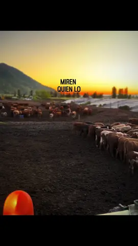 🐂#campochileno #ganado #ganaderia #agro #campoargentino 