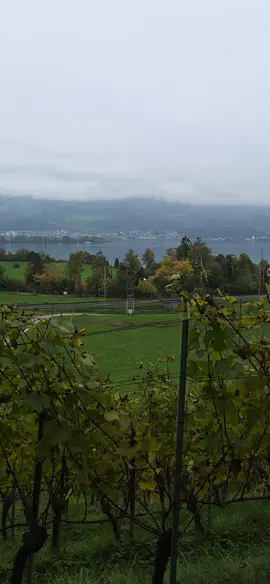 #in den weinreben am zürichsee #videoviral #firaltiktok #fyp 