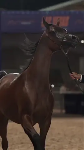 #horse #arbianhorse 