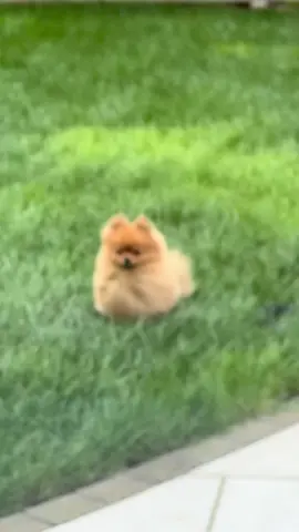 바람 괜찮아..❓️😿 #강아지 #멍스타그램 #반려동물 #petlovers #멍스타그램 