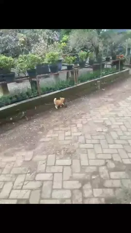 🤏🏻#cutecat #duck #fyp #miaw #video 