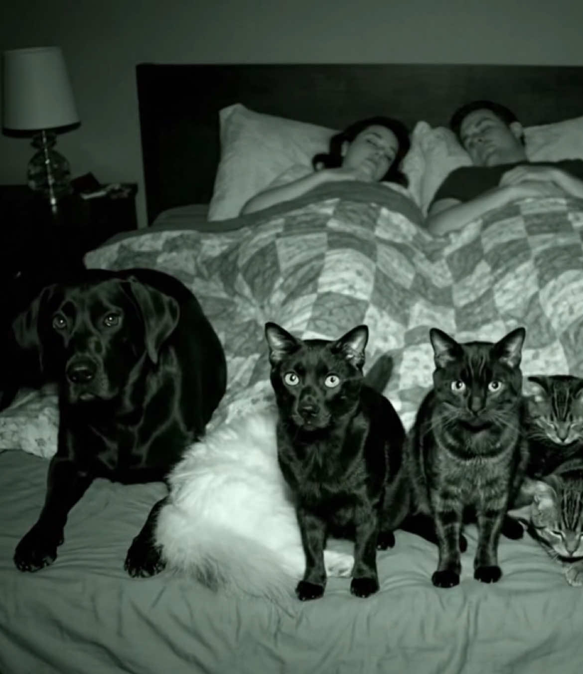 ai will say this is real #fyp #virał #cats 