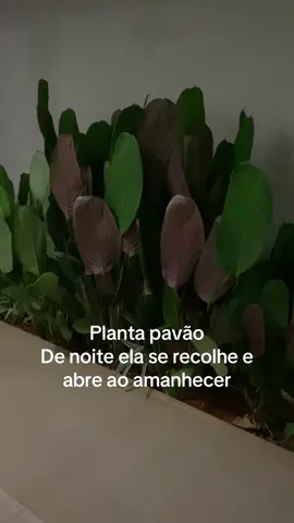 Planta pavão #plantapavao #maranta 