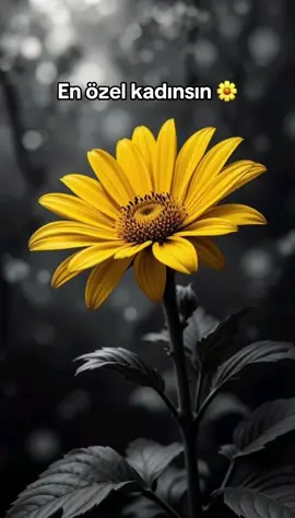 İyiki varsin 🌼🌼🌼