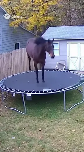 Weird sighting of horse on a trampoline ##sora##fyp##viral##funny