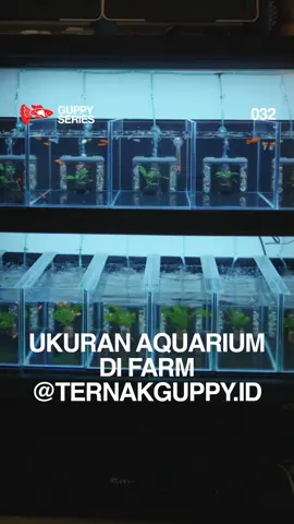 Kalo aquarium kalian ukuran berapa ges? #albinokoiredear #albinokoi #guppyindonesia #guppy 