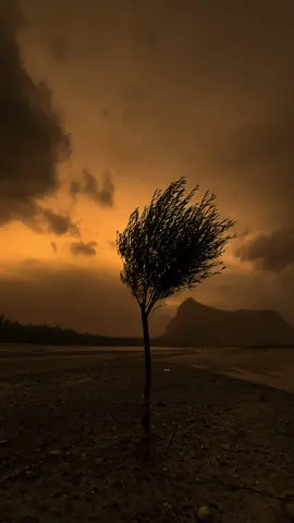 حتی کی ایک خوشبو بھی انسان کو ماضی میں لےجاسکتی ہے🥀 #foryou  #fyp #grow  #Outdoors 