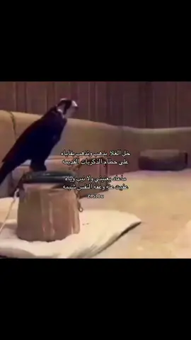 خل الغلا يذهب وتذهب بقاياه على حطام الذكريات القديمه ماعاد يعنيني ولا نيب وياه عفيت عنه وعفة النفس شيمه#الرويس   #العتيبي     #ex   #fyp   #شعر 