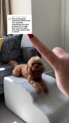 Replying to @Tiya thank you for sharing your story!  That tiny couch-jump thud makes me cringe. These dog stairs solved it. Soft steps with real grip, gentle incline, and they stay put so small dogs and seniors can climb safely to the couch or bed. Tip: one treat per step and cheer at the top. Measure your sofa or bed height and pick the right size. #dogtok #petsafety #tiktokshopblackfriday #tiktokshopholidayhaul #tiktokshopcybermonday 