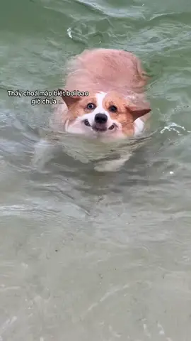 Mở rộng tầm mắt chưa tóp tóp #corgi #fun #viral #cún 