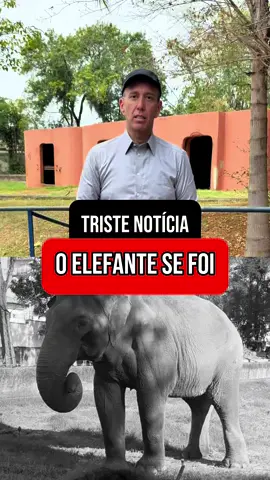 Triste notícia sobre o elefante 