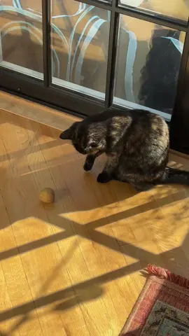 a part of me thinks her befriending a potato is hilarious, another part of me feels it reflects on my home