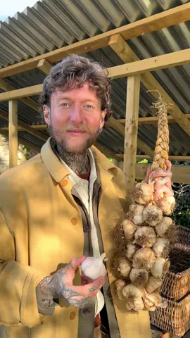 Plant Garlic Once 🧄 and you’ll Never have to Buy it Again! 😊👍🏻 Garlic is one of the easiest plants to grow and save seed from in the vegetable garden, and now is the time to plant it here in the UK or similar climates.🧄 It is also a great crop to keep garden beds full throughout winter, and they do not take up much space so can be a companion for many other crops as they grow! 🧄🍅🌱🌼 There are two main types of garlic: Hard-neck is generally better for cooler climates or outdoor growing, They have a rigid stalk that stems from the center of the bulb and produce flowering stems known as scapes. Soft-neck varieties are better suited to warmer climates or growing under cover, they produce leaves rather than stem, generally produce more cloves per bulb, and they store for longer.  You could plant store bought, but they can carry disease and are often sprayed with anti-sprouting agents. So I wouldn’t bother. 😕🧄 To plant I just break up the bulbs into separate cloves and plant them with the wider end downwards and the pointy end around 2.5cm below the soil surface and around 12cm apart. 📏 The cloves can easily be sown directly into a pot, container or raised bed. But I generally sow them directly into the ground and mulch with compost. 🪴 8-9 months later you’ll have an abundance of fresh garlic! 🧄😊👍🏻 Remove the scapes, when they form if growing hard neck varieties to ensure larger bulbs and these have a nice mild garlicky flavour. 😋 Then harvest bulbs from around July onwards, once the top growth has begun to die back.  Leave the bulbs to dry in the sun for a few days and then store in a cool dry place until needed. 🧄☀️ Just be sure to save some of the best to replant next season. 😊🌱 So will you be planting garlic this season?  #growyourownfood #gardeningtips #vegetablegarden #gardening #garlic 