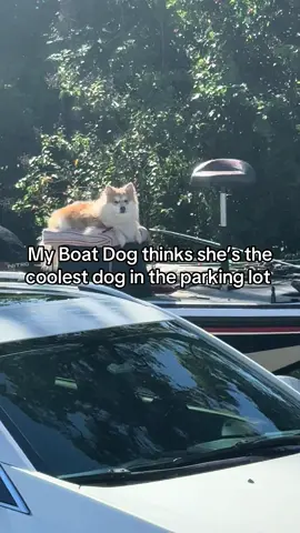 Do you have a boat dog? #boatdog #boatdoglife #boating #boatlife #fishing 