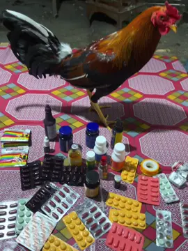 #CapCut #rurulgems #bulanganlondong🐓 #puncaktorajapalopo #ayamfilipin🇵🇭 #salamaatuhobi 