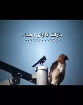 #ابوطوفان #احذروا_التقليد #سرسره✌️ستوريات🎤✈️ #تصميم_فيديوهات🎶🎤🎬 #وحيدمرادي_روحت_شاد_دادش_عقاب_ايران 