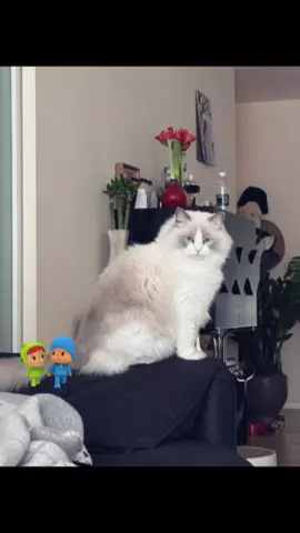 #cat #meow #singapore #I love my cat 🐈 