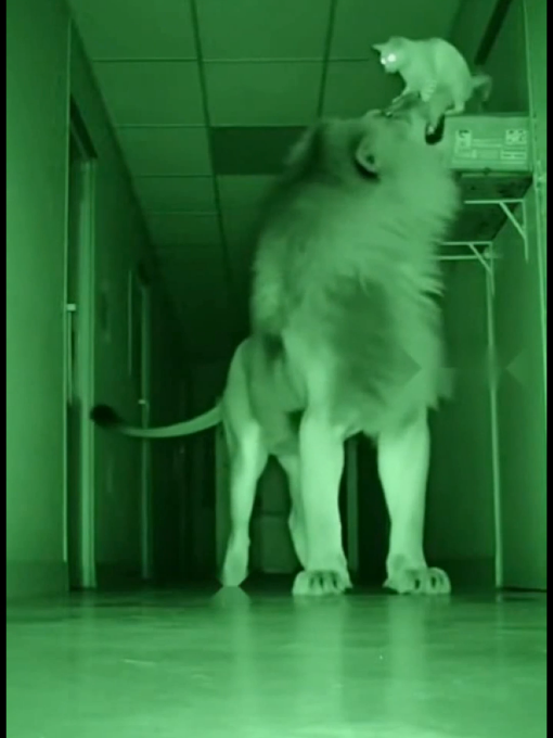 Tiger Attack on Cat Part 4 #rescuecats #catlovers #cat #catsinfeelz #cutecat 