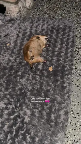 It’s getting cold outside! Which means the Beanie Weanie likes to sleep more! And she sleeps like a rock! Enjoy this happy nappy video🩷 #beanstheprariedog #exoticpets #prariedog #animals 