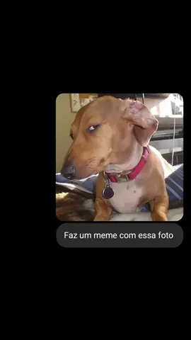 Faz um meme com essa foto #meme #chatgpt #ia #foto #comedia 