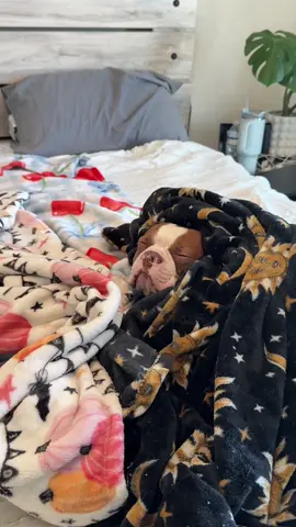 Ozzy snug as a bug with no trending audio #bostonterrier #bostonterrier #puppylife #dogmom 