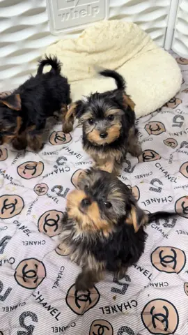✨ Happy Sunday from Poshable Puppies Chicago! ✨ Sharing some Yorkie cuteness to brighten up your Sunday! 🐶💖 Our adorable baby doll Yorkies are always full of joy, snuggles, and Sunday smiles. Perfect way to start the week with pawsitive vibes! 🌸☀️ #PoshablePuppiesChicago #YorkieLove #YorkieLife #ChicagoYorkies #SundayVibes      