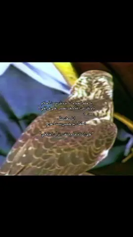 يا حلم الحياه انا بدونك بدون احلام ياويلك من اللّٰه كيف تصبر على فراقي انا معك مثل الطفل ابو خمس ست اعوام 