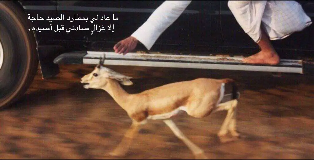 #قصيد #قصائد #شعر #503 #السعودية 