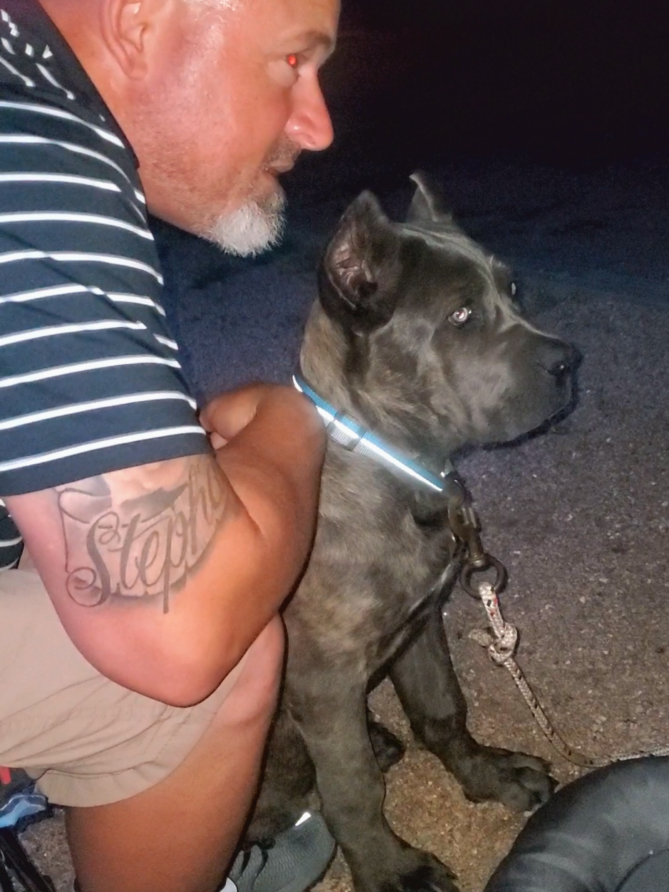 one of my Favorite videos of Dex when he was a pup.  This was his 1st Camping trip.  #bigdogsoftiktok #corso #fyp #canecorso #camping 