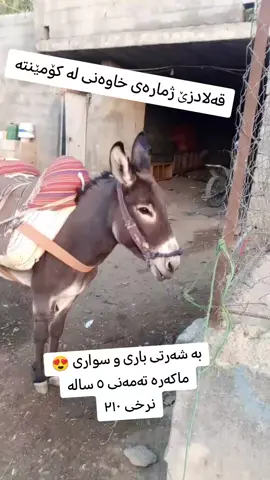#قەڵادزێ_ڕانیە_سلێمانی_هەمودونیا #لایک #سەنگەسەر_ڕانیە_قەڵادزێ #فۆڵۆو #قەڵادزێ_ڕانیە_سلێمانی_هەمودونیا 