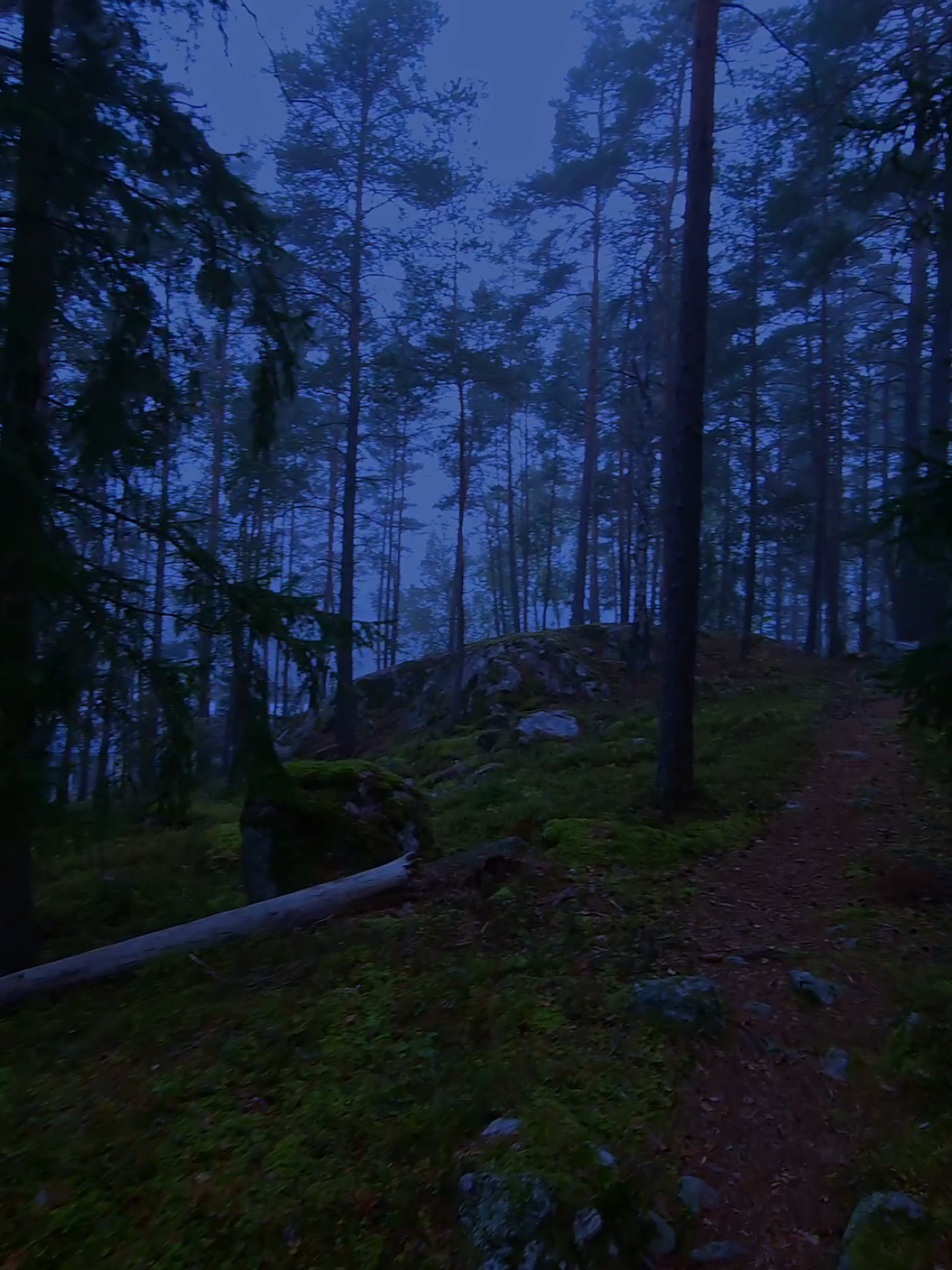 #fog #liminal #weather #nature #forest 