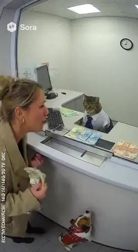 #fyp #katze #funny #sora #hund 
