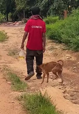 🚶🏻🐕 🤣🤣 chú Cho cũng say rượu theo như ông 😂😂#chucho #hair #CapCut 