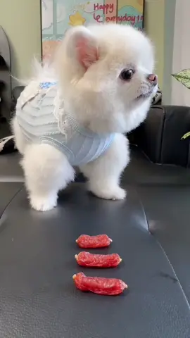 #niemvuimoingay #pet #yenden 