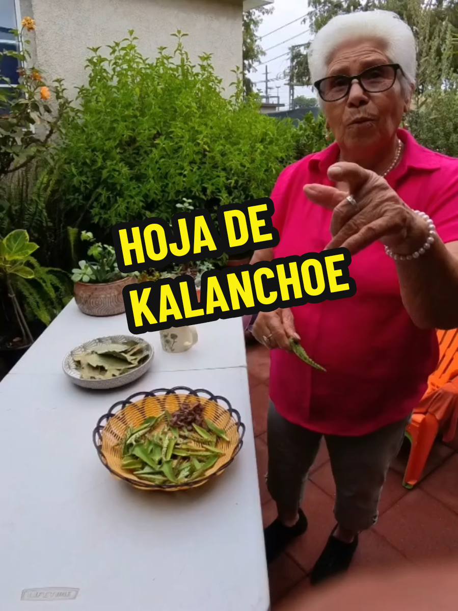 ¿No puedes quedar embarazada? ✨ Antes de perder la fe, limpia tu cuerpo y vuelve a lo natural como lo hacían nuestras abuelas. La Hoja de kalanchoe es una de las plantas más respetadas en la medicina tradicional para apoyar la salud de la mujer — especialmente la matriz. La llaman la planta de la vida porque ayuda en casos como: ✅ Limpieza profunda de la matriz ✅ Apoya a mujeres con quistes y fibromas ✅ Ayuda a desinflamar órganos reproductivos ✅ Reduce miomas y dolor menstrual ✅ Ayuda cuando hay endometriosis ✅ Equilibra el sistema hormonal ✅ Fortalece el sistema inmunológico ✅ Apoya en casos donde no se puede lograr embarazo debido a inflamación interna No lo digo yo… lo dicen las mujeres de rancho, las abuelas, la gente del pueblo – la medicina real que funciona. Cuando el cuerpo está inflamado o intoxicado, el útero no está listo para recibir vida. Por eso siempre decimos: ¿Quieres embarazo? Empieza limpiando tu cuerpo primero. Herbal Detox + Kalanchoe = Resultados reales 💚 En Aztlan Herbal Remedies tenemos Tintura de Calanchoe lista para usar, fácil de tomar y concentrada para resultados. Ideal para complementar tu detox de 60 días. 📦 Enviamos a todo Estados Unidos 🌿 Ordena en: www.AztlanHerbalRemedies.com 📞 424-228-8646 📍 21720 S Vermont Ave Suite 111, Torrance, CA La salud femenina empieza con la limpieza interna. Dios dejó la medicina en las plantas… solo hay que usarla. 🌿 #calanchoe #remediosnaturales #matriz #fibromas      #CapCut 